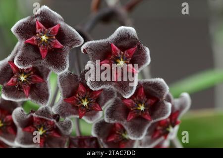 Hoya Pubicalyx cv. Royal Hawaiian Purple Potted Plant. Extreme Closeup ...