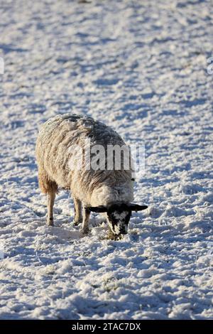 Teesdale, County Durham, UK. 30th November 2023. UK Weather. With temperature lows of minus 4 overnight and with temperatures not expected to rise much above zero, sheep forage under the snow in Teesdale, County Durham, North East England this morning. Credit: David Forster/Alamy Live News Stock Photo