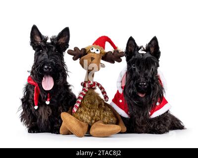 Two Scottish Terrier dogs and toy reindeer, sitting beside each other facing front wearing xmas jackets. Looking towards camera. Isolated on a white b Stock Photo