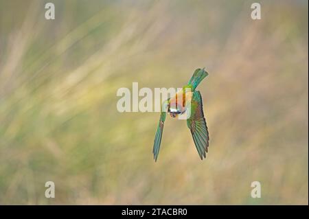 European Bee-eater (Merops apiaster) flying with an insect in its mouth. Blurred background. Stock Photo