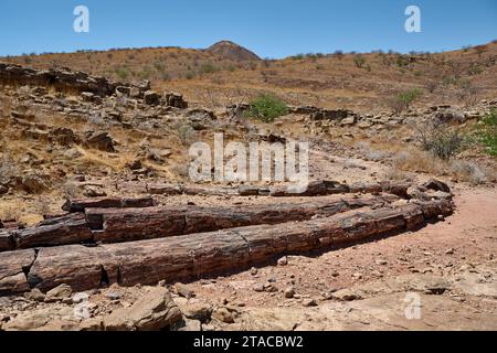 Three Stages Petrified Forest, Petrified Forest, Damaraland, Namibia ...