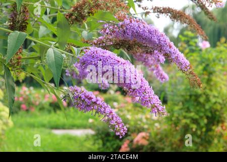 Buddleja bush grows next to residential buildings on the coast. Summer landscapes in journey. Purple blooming flowers. Stock Photo