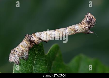 Oak Beauty moth caterpillar (Biston strataria) on oak leaf. Tipperary, Ireland Stock Photo