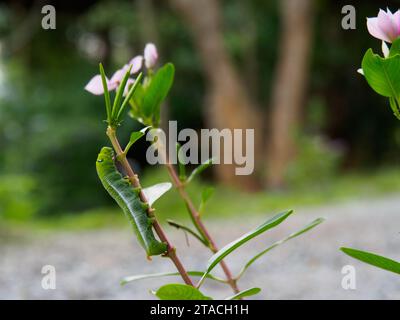 Full grown Army Green Moth caterpillar or Oleander Hawk Moth eating leaf. Binomial name is Daphnis Nerii. Stock Photo