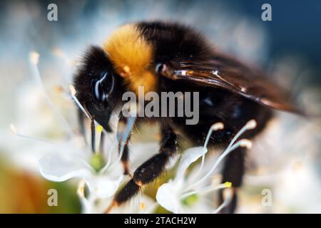 Bumblebee collects nectar from white spring flowers, it looks like a male Bombus soroensis. Extreme close up Stock Photo