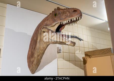 Reproduction of an allosaurus dinosaur head in the USU Eastern Prehistoric Museum, Price, Utah. Stock Photo