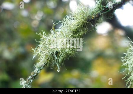 Close-up of green moss growing on a tree branch in a forest with blurred background. Stock Photo