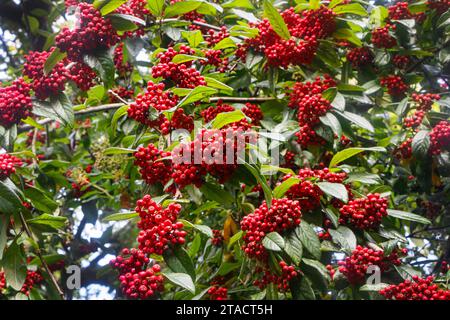 red berries on the Cotoneaster frigidus tree Stock Photo