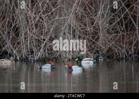 Redhead with other ducks on a small pond in NY Stock Photo