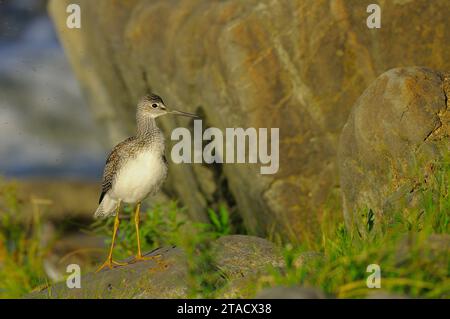 Lesser Yellowlegs on a rock a river during autumn migration Stock Photo