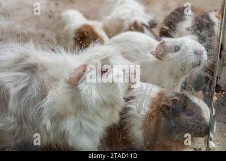 Guinea pig in a cage in the zoo. A bunch of woolly mice together Stock Photo