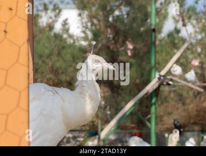 Peacock on the farm. Peacock in nature. Wildlife white turkey close up, White turkey in the bird garden Stock Photo