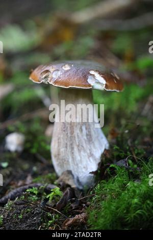 Boletus edulis, known as penny bun, cep, porcino or porcini, wild edible mushroom from Finland Stock Photo