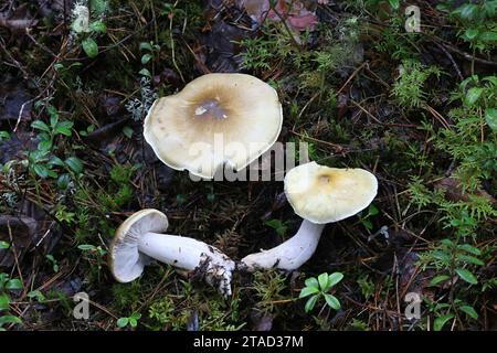 Tricholoma arvernense, also called Tricholoma sejunctoides, a knight mushroom from Finland, no common English name Stock Photo