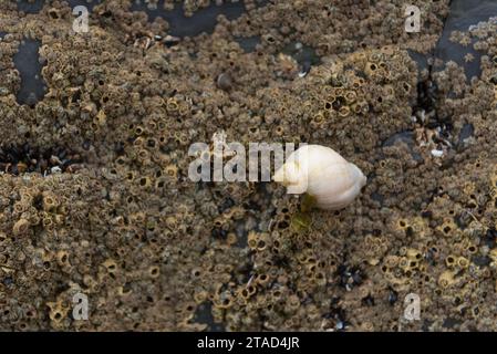 Dogwhelk on top of rock covered in barnacles Stock Photo