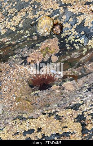 Beadlet anemone, limpets,topshells and periwinkles in small rockpool Stock Photo