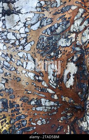 Textured wood surface of a massive elm stump Stock Photo