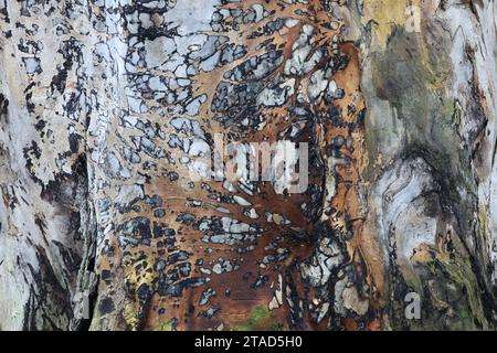 Textured wood surface of a massive elm stump Stock Photo