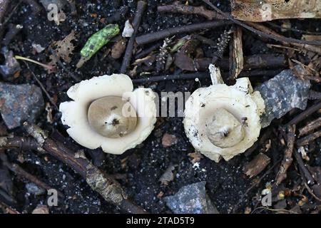 Geastrum fimbriatum, known as the fringed earthstar or the sessile earthstar, wild mushroom from Finland Stock Photo