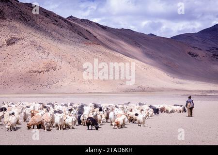 Changpa nomad with goats, Ladakh, India Stock Photo