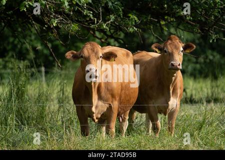 Two brown and white cows stand near a wooden fence in a grassy meadow Stock Photo