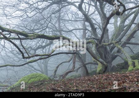 Magnificent, ancient beech tree in a foggy Dartmoor woodland, Devon, England. Winter (March) 2022. Stock Photo