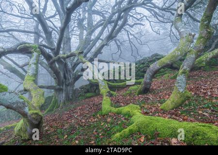 Ancient, creepy beech tree in Dartmoor National Park on a foggy morning, Devon, England. Winter (March) 2022. Stock Photo