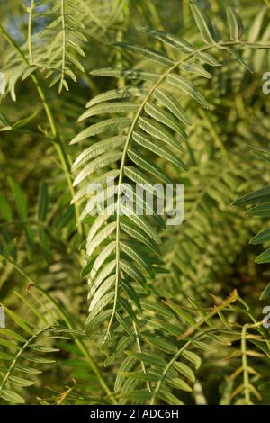 non edited photo of peppercorn tree with fine foliage Schinus areira, Schinus molle. useful for backgrounds Stock Photo