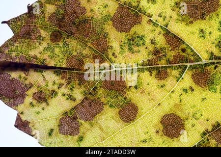 Closeup view of the underside of a grapevine leaf. Stock Photo