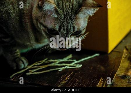 Blue Eyed Grey silver close up Tabby Cat Stock Photo