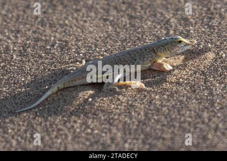 Shovel-nosed lizard (Meroles anchietae) Dorob National Park, Swakopmund, Namibia Stock Photo
