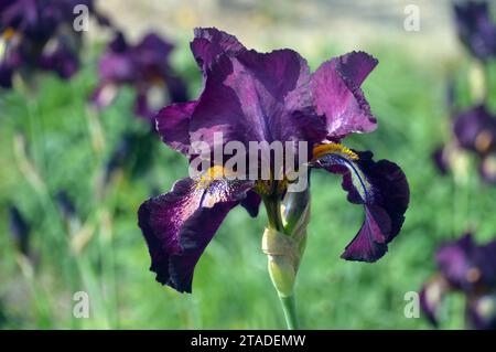 Single Tall Maroon/Purple Bearded Iris ''Attention Please' Flower grown in the Borders at RHS Bridgewater, Worsley, Salford, Greater Manchester, UK. Stock Photo