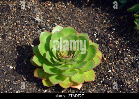 Green Semponium 'Diamond' Succulent grown in the Greenhouse at RHS Bridgewater, Worsley, Salford, Greater Manchester, UK. Stock Photo