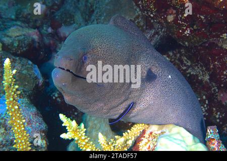 Close-up of giant moray (Gymnothorax javanicus) with cleaner fish, dive site Abu Fendera Reef, Egypt, Red Sea Stock Photo