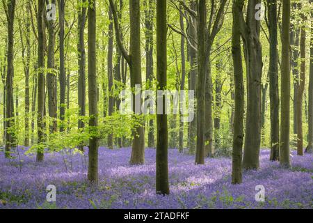 Morning sunlight in a bluebell woodland, West Woods, Wiltshire, England. Spring (May) 2022. Stock Photo