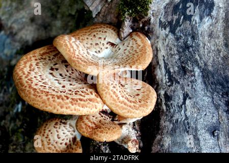 Large Dryad's Saddle (Cerioporus Squamosus) Capped Mushroom Fungus growing on a Dead Tree in the Lake District National Park, Cumbria, England, UK. Stock Photo