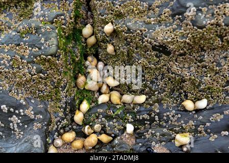 Colony of dogwhelks on rock covered in barnacles Stock Photo