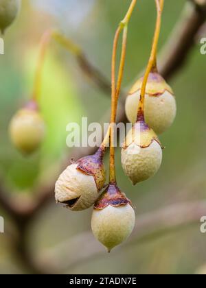 Autumn drupes (seed pods) of the hardy deciduous Japanese snowbell tree, Styrax japonicus 'Farques Belle' Stock Photo