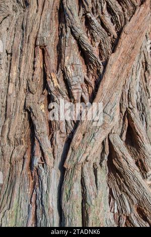 The bark of an Oak tree, Quercus sp- texture or background Stock Photo