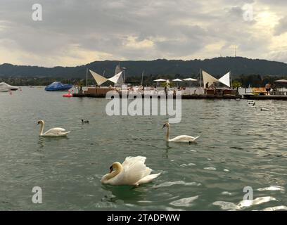 Zurich, Switzerland - June 03, 2017: Swans on Zurich Lake. Stock Photo