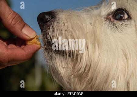 Feeding time for small white dog, human hand putting diet nutritional treat into puppies mouth Stock Photo