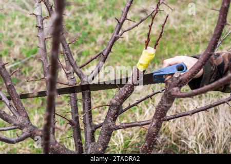 A gardener cuts off a tree branch with a saw. Sanitary pruning of grafted fruit tree. Stock Photo