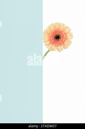 Single Gerbera on duo colored background Stock Photo