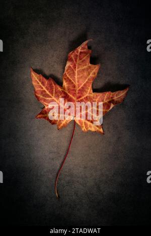 Single wilted Maple leaf on textured background Stock Photo
