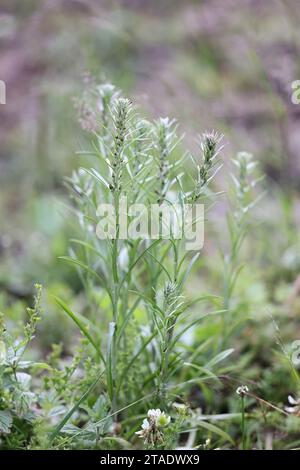 Omalotheca sylvatica, also called Gnaphalium sylvaticum, commonly known as Heath Cudweed, wild plant from Finland Stock Photo