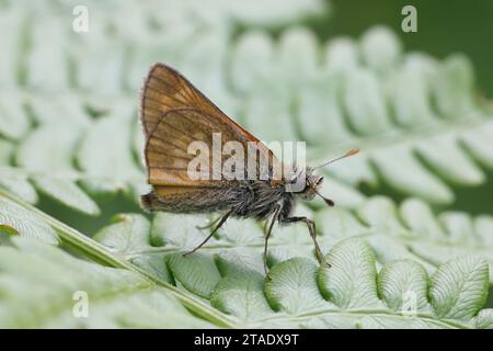 Ochlodes sylvanus, commonly known as large skipper, resting on Pinewood Bracken, Pteridium pinetorum Stock Photo