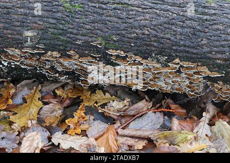 Bjerkandera adusta, commonly known as Smoky bracket fungus, wild polypore from Finland Stock Photo