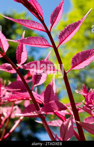 Young pink pinnate leaf of Toona sinensis, Chinese Mahogany, Chinese Cedar, Beef and Onion Plant Stock Photo