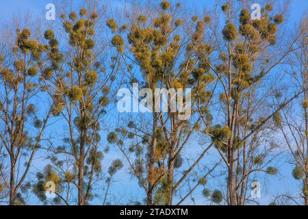 Populus trees with mistletoes, Germany Stock Photo