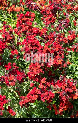 Aegean Wallflower, Cheiranthus cheirii 'Vulcan', Common Wallflower, English Wallflower, Erysimum cheiri, Wallflower, red, flowering, plant Stock Photo